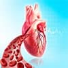 Heart--Circulatory-oM90G